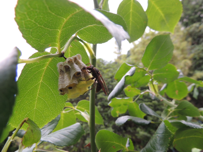 f:id:rotling:20120604155513j:image