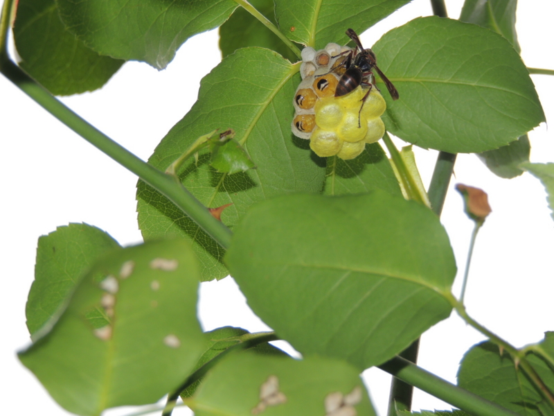 f:id:rotling:20120604155541j:image