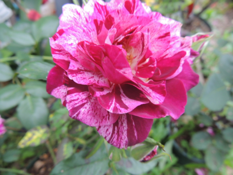 f:id:rotling:20120605070033j:image