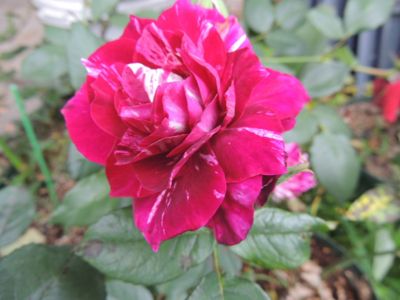 f:id:rotling:20120605070037j:image