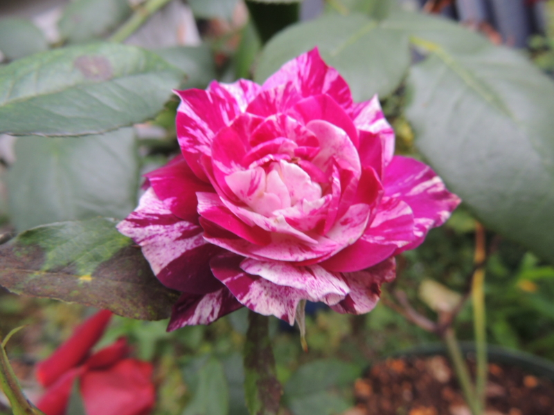 f:id:rotling:20120605070041j:image