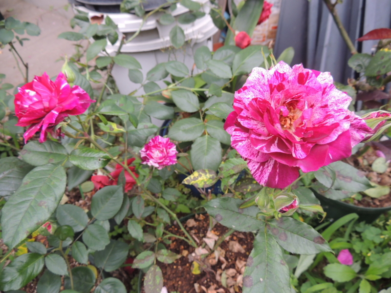 f:id:rotling:20120605070046j:image