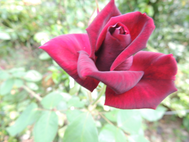 f:id:rotling:20120606091107j:image