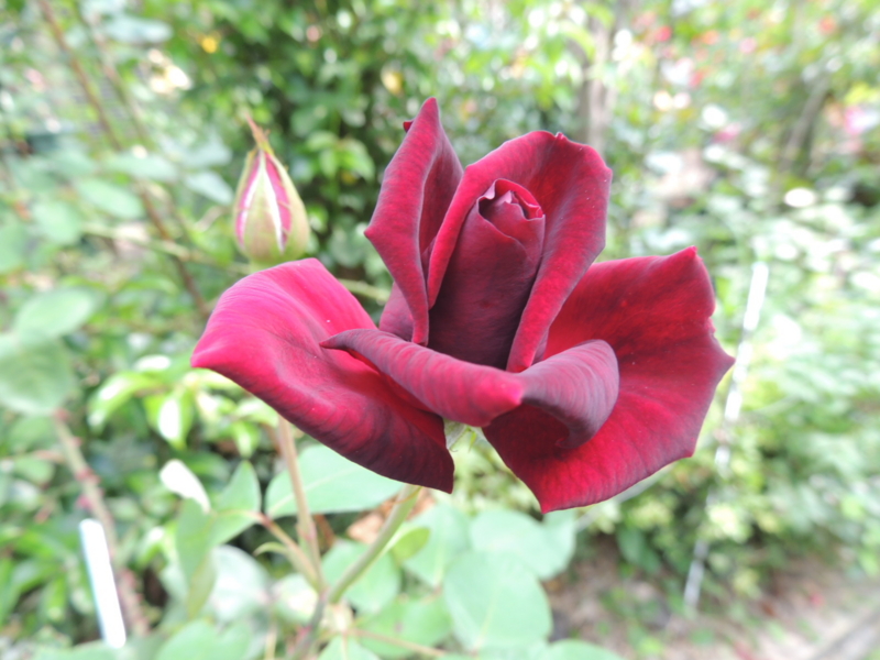 f:id:rotling:20120606091125j:image