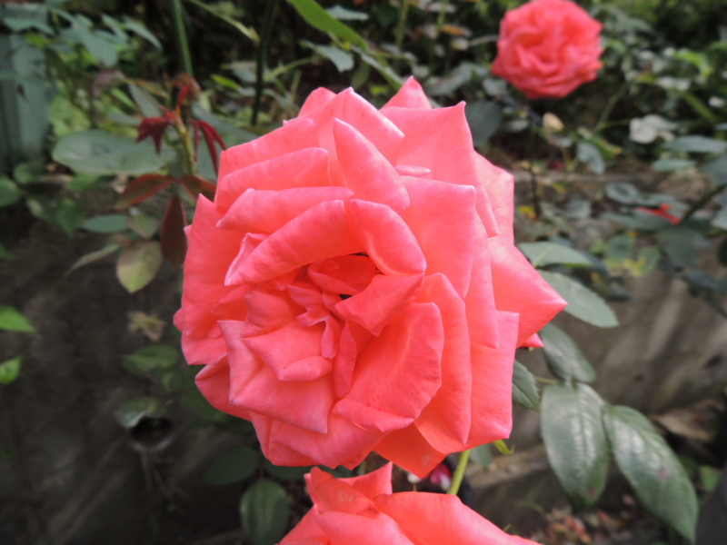 f:id:rotling:20120606091143j:image
