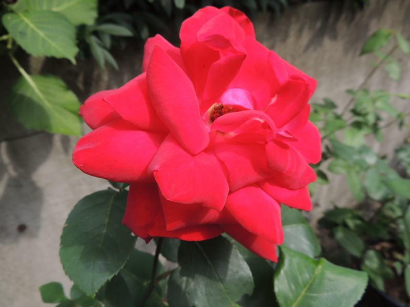 f:id:rotling:20120606091243j:image