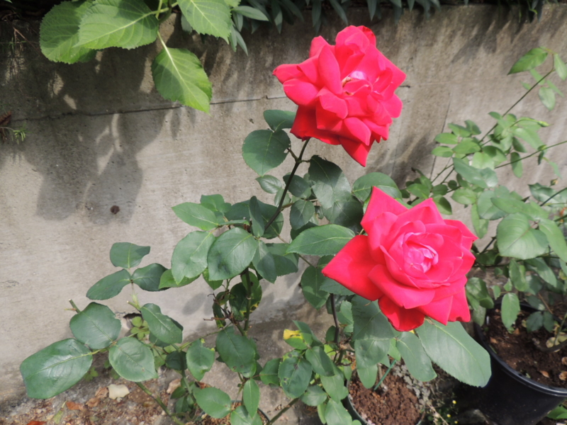 f:id:rotling:20120606091246j:image