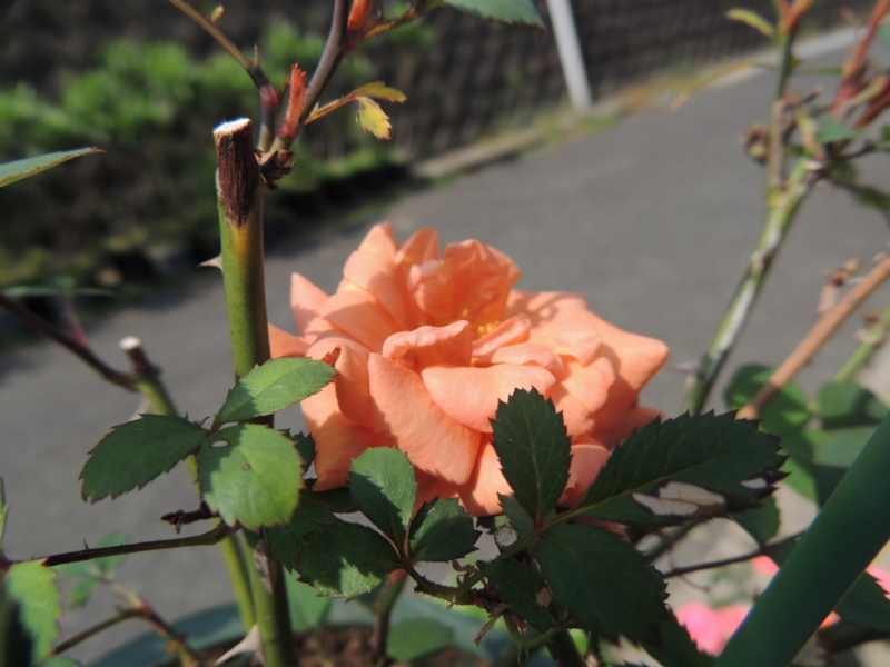 f:id:rotling:20120606092325j:image