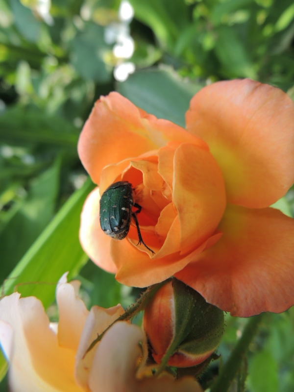 f:id:rotling:20120606092638j:image