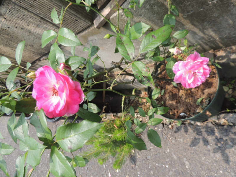 f:id:rotling:20120607123409j:image