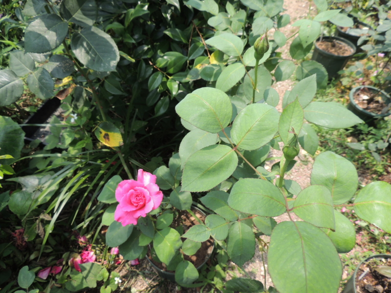 f:id:rotling:20120607123503j:image