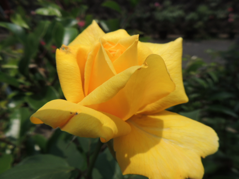 f:id:rotling:20120607123508j:image