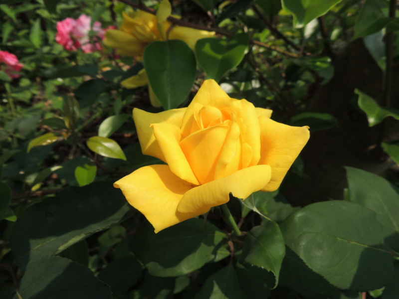 f:id:rotling:20120607123512j:image