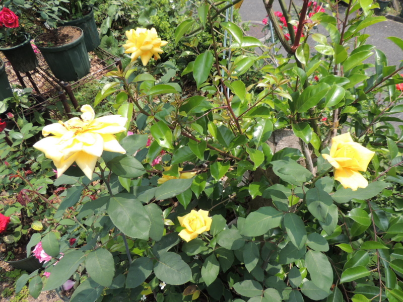 f:id:rotling:20120607123516j:image