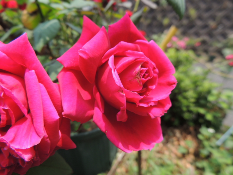 f:id:rotling:20120607123522j:image