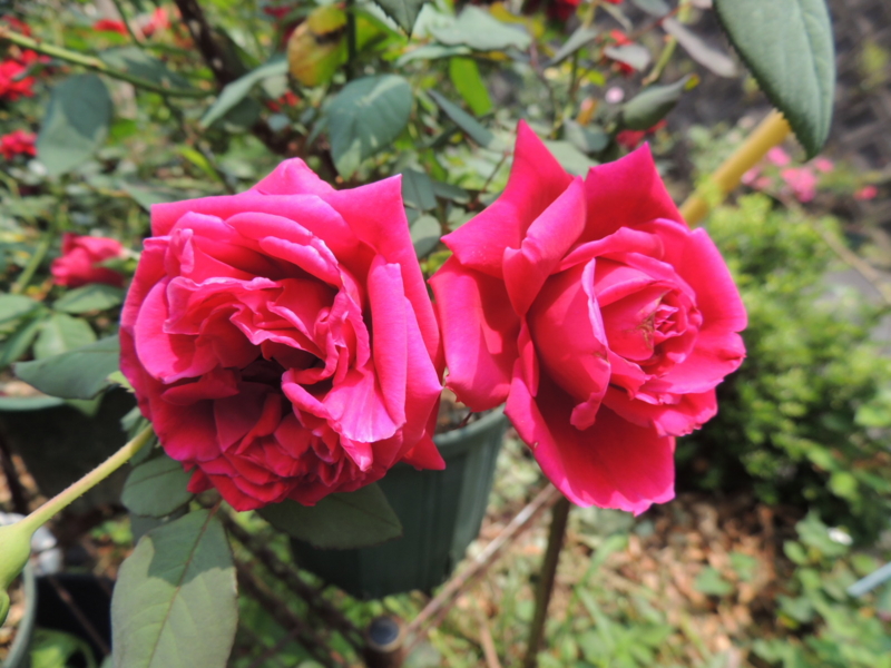 f:id:rotling:20120607123525j:image
