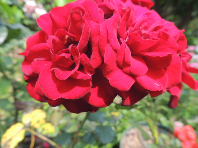 f:id:rotling:20120607123642j:image