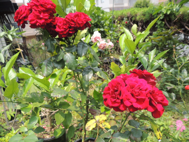 f:id:rotling:20120607123647j:image