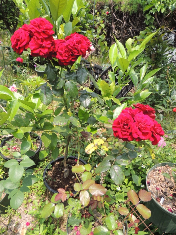 f:id:rotling:20120607123650j:image