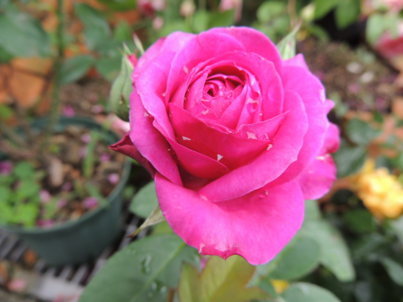 f:id:rotling:20120609113552j:image