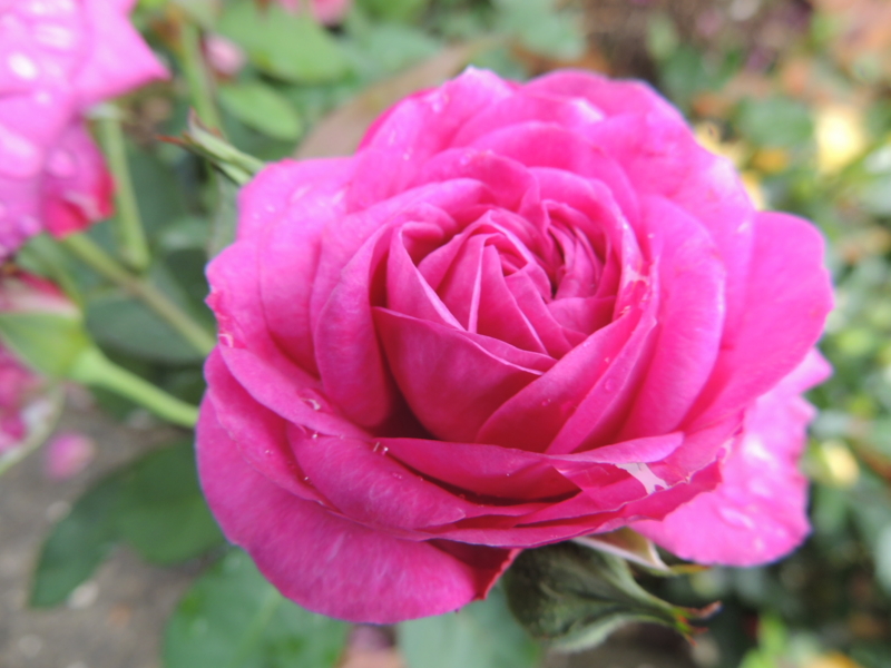 f:id:rotling:20120609113555j:image