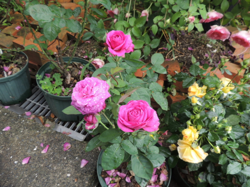 f:id:rotling:20120609113559j:image