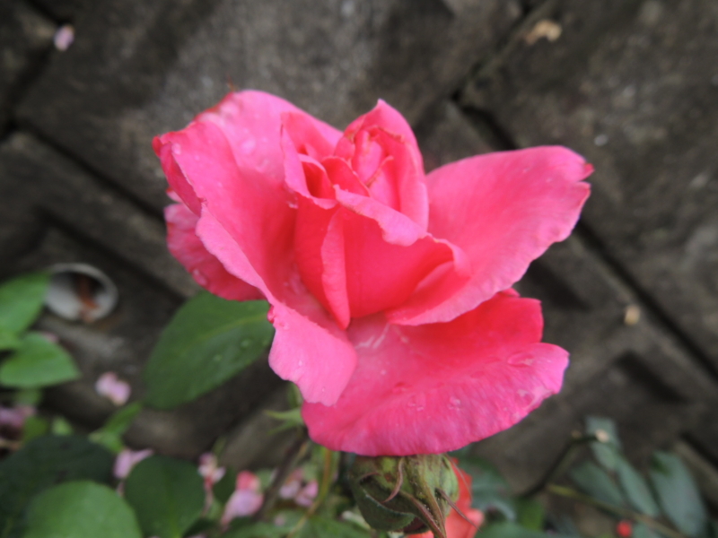 f:id:rotling:20120609113633j:image