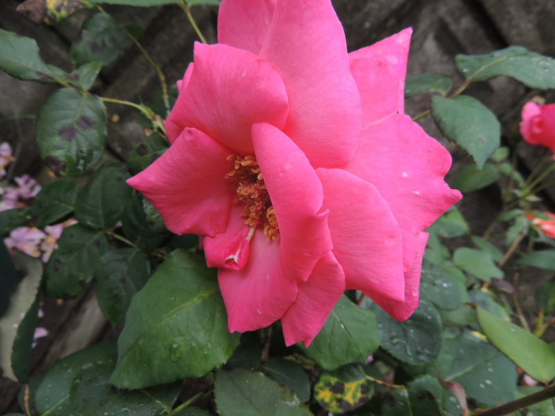 f:id:rotling:20120609113636j:image