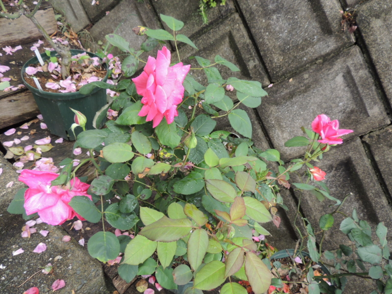 f:id:rotling:20120609113639j:image