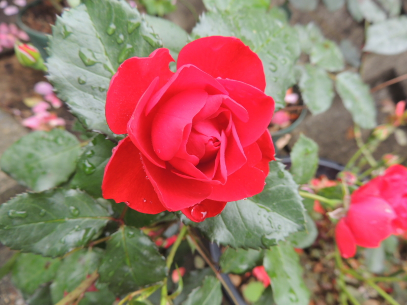 f:id:rotling:20120609113645j:image