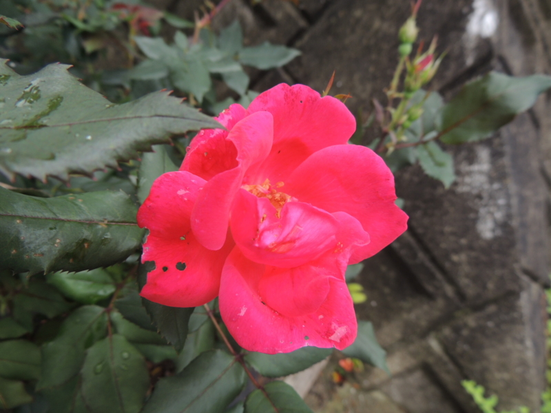 f:id:rotling:20120609113703j:image