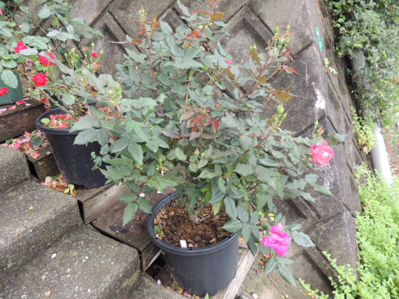 f:id:rotling:20120609113707j:image
