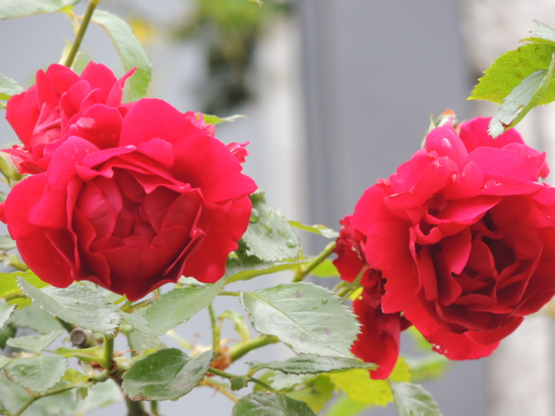 f:id:rotling:20120609114017j:image