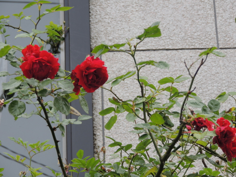 f:id:rotling:20120609114022j:image