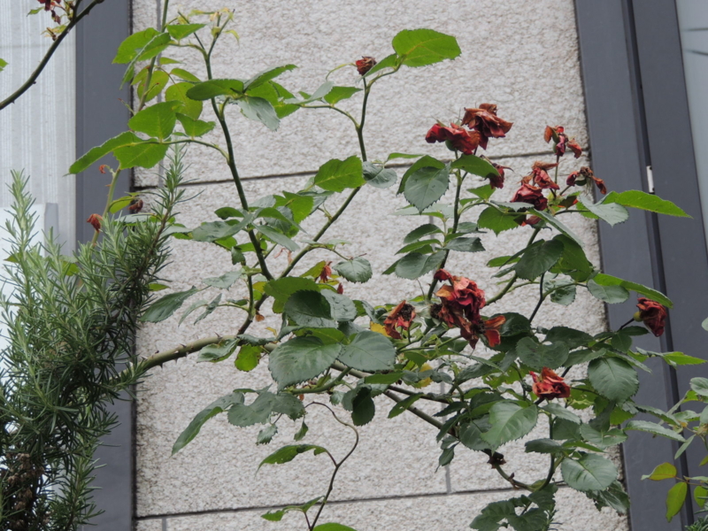 f:id:rotling:20120609114038j:image