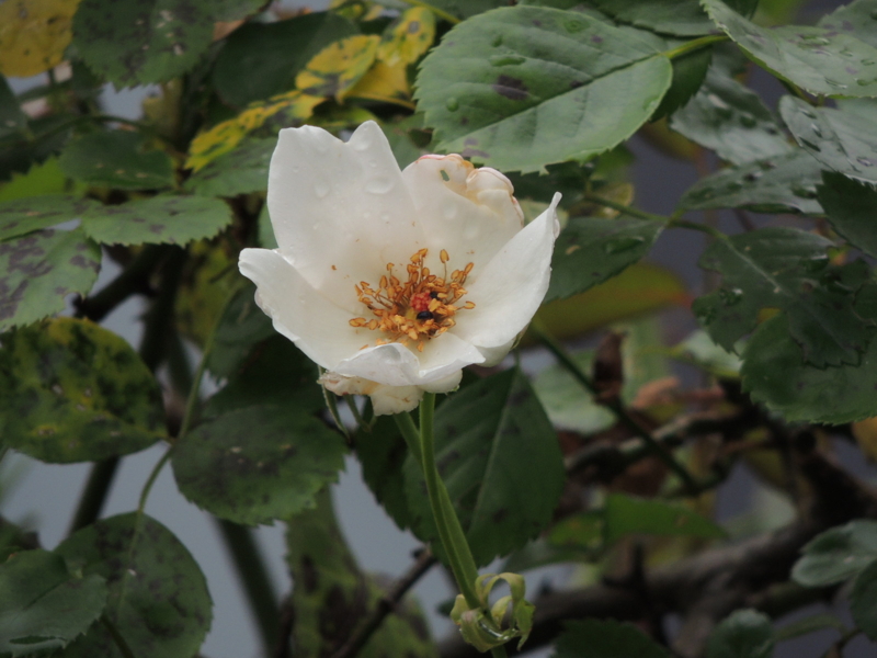 f:id:rotling:20120609114045j:image