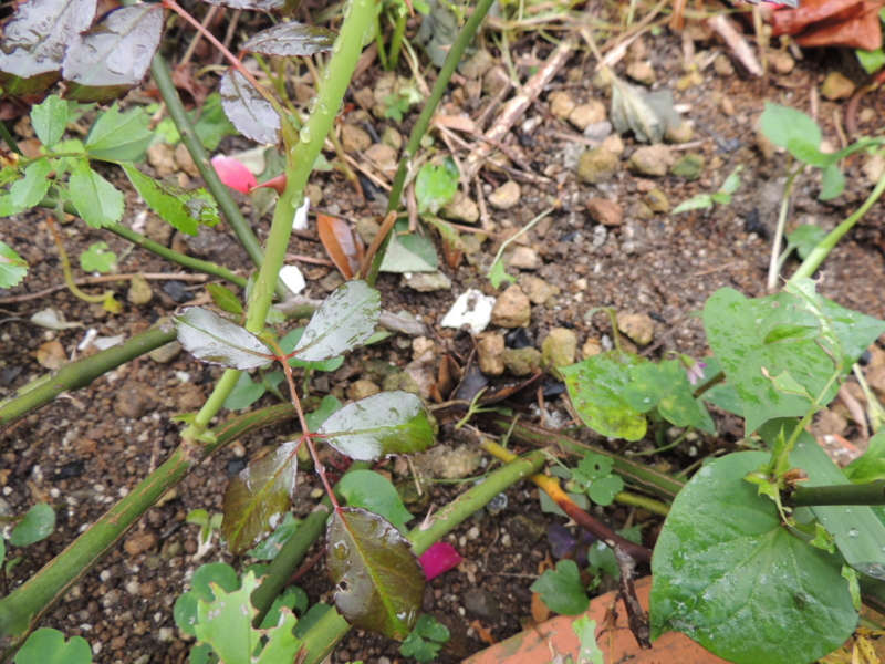 f:id:rotling:20120609114324j:image