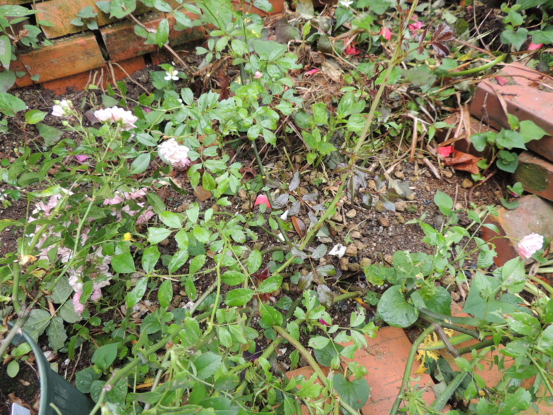 f:id:rotling:20120609114327j:image