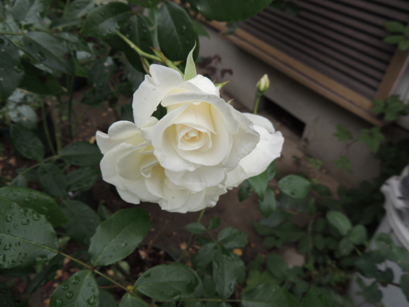 f:id:rotling:20120609115150j:image