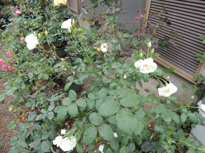 f:id:rotling:20120609115154j:image