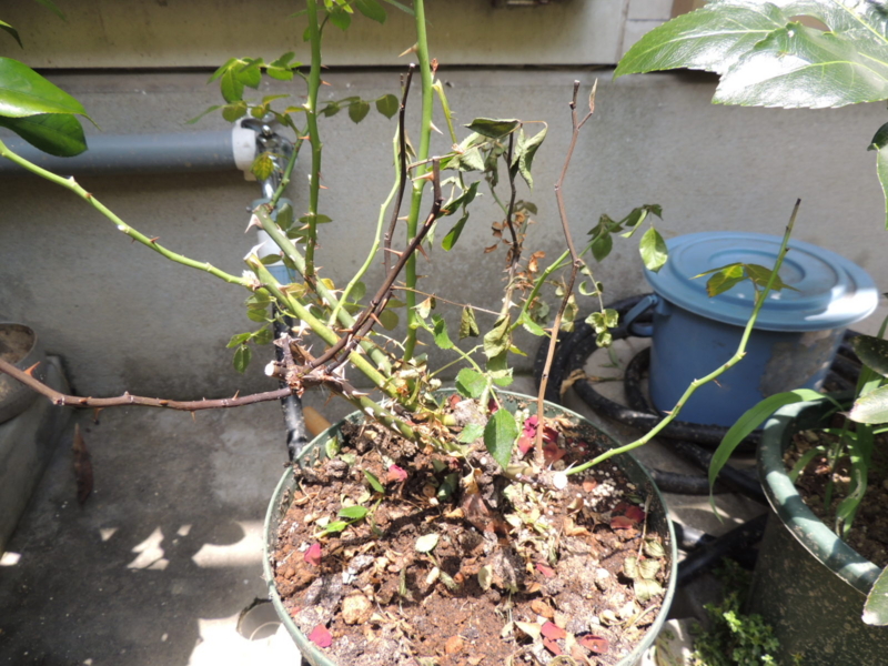 f:id:rotling:20120610120206j:image