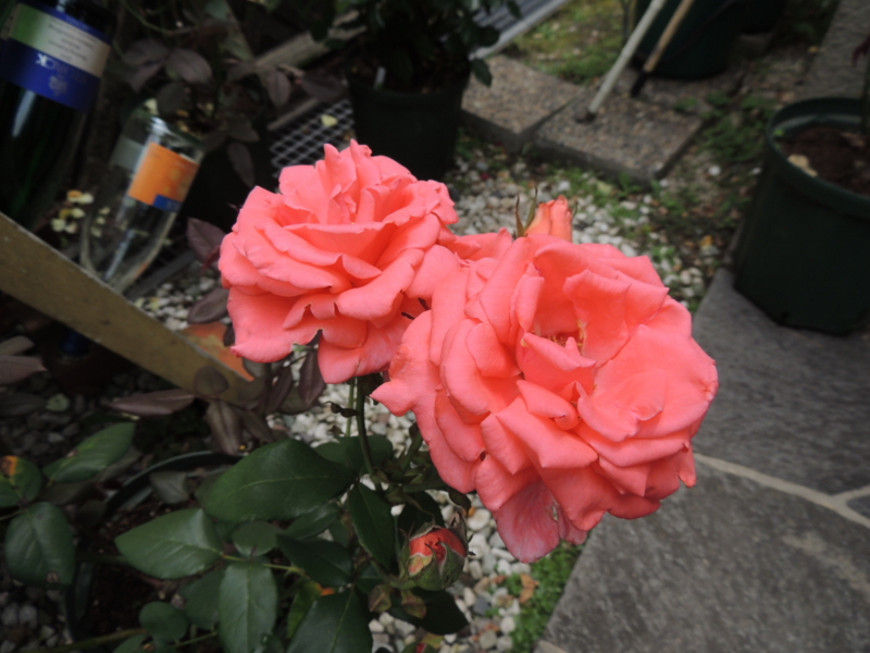 f:id:rotling:20120612133733j:image