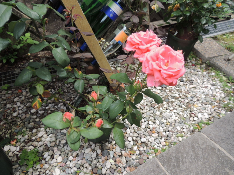 f:id:rotling:20120612133736j:image