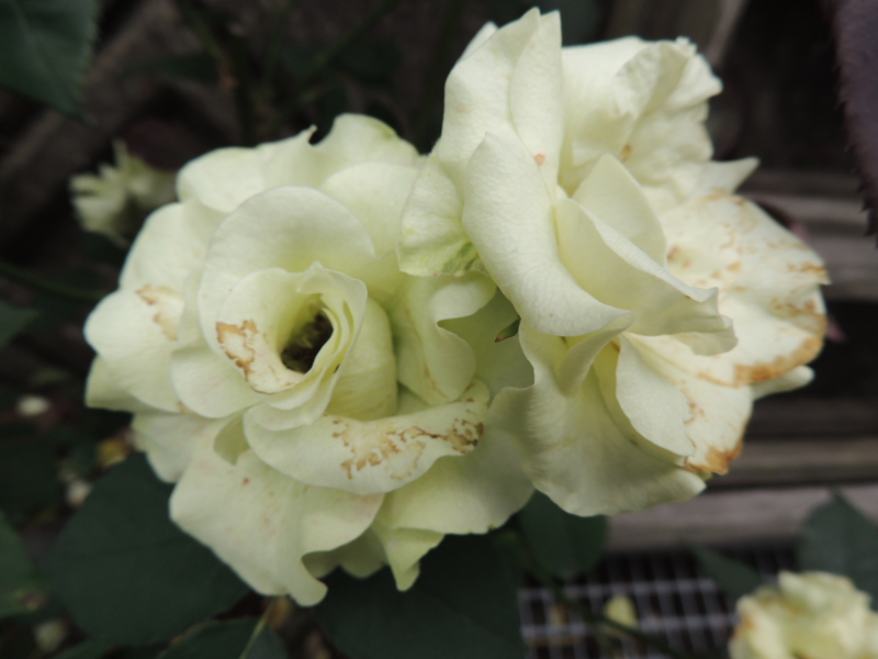 f:id:rotling:20120612133759j:image