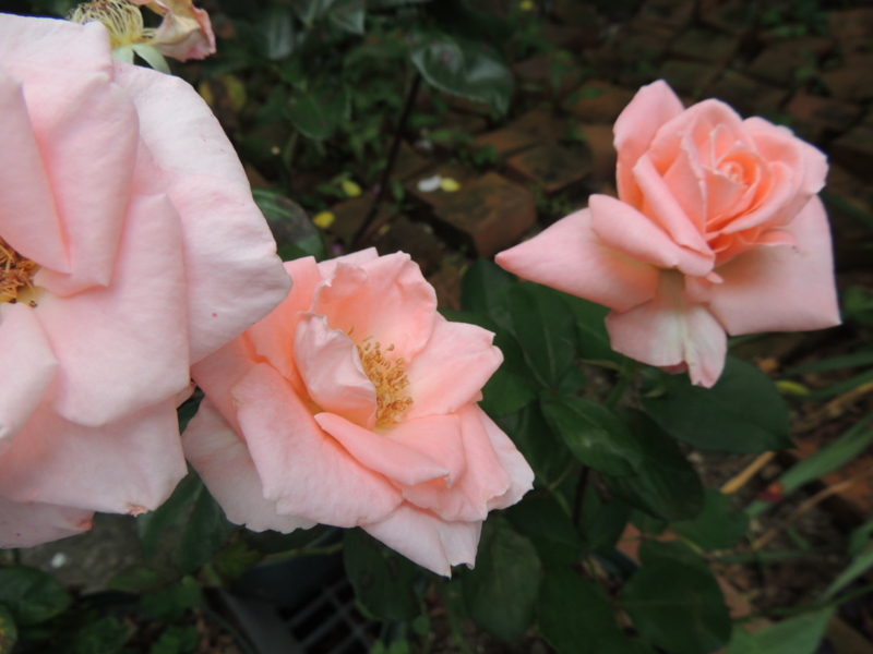 f:id:rotling:20120612133907j:image