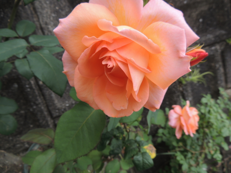 f:id:rotling:20120613110637j:image
