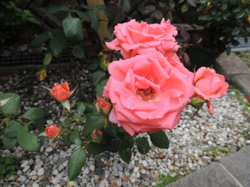 f:id:rotling:20120613122018j:image