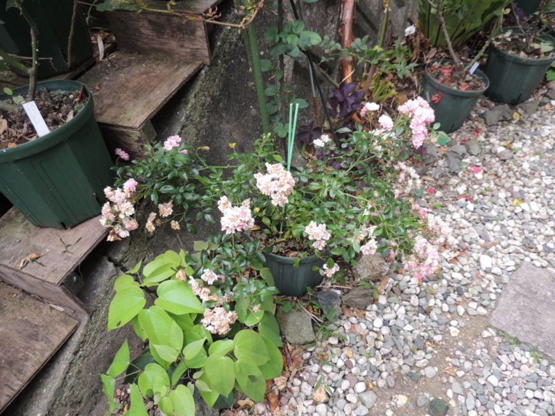 f:id:rotling:20120615081224j:image
