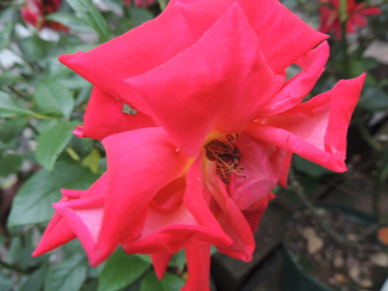 f:id:rotling:20120615081241j:image