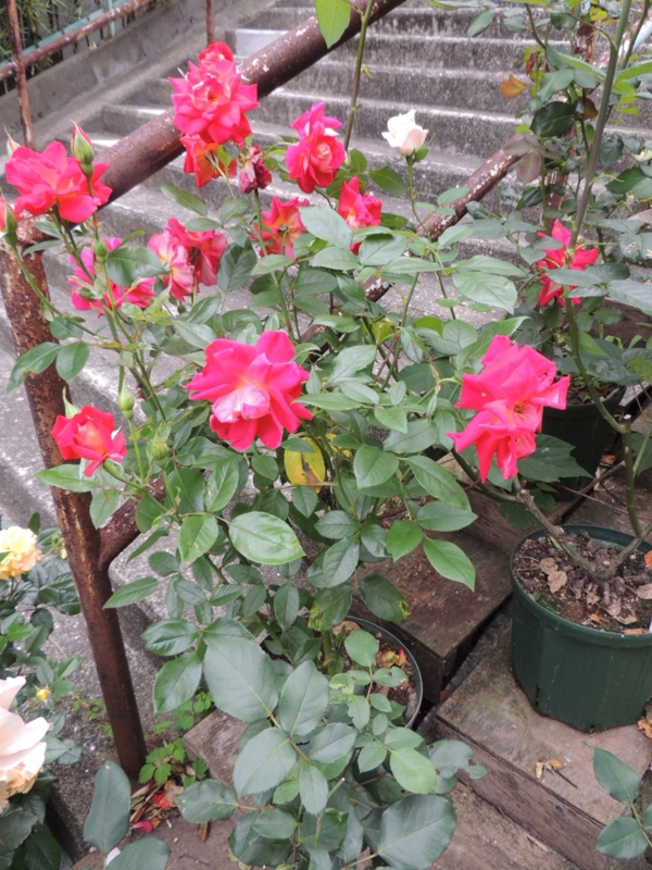 f:id:rotling:20120615081255j:image